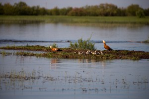 Огари (Tadorna ferruginea)           
